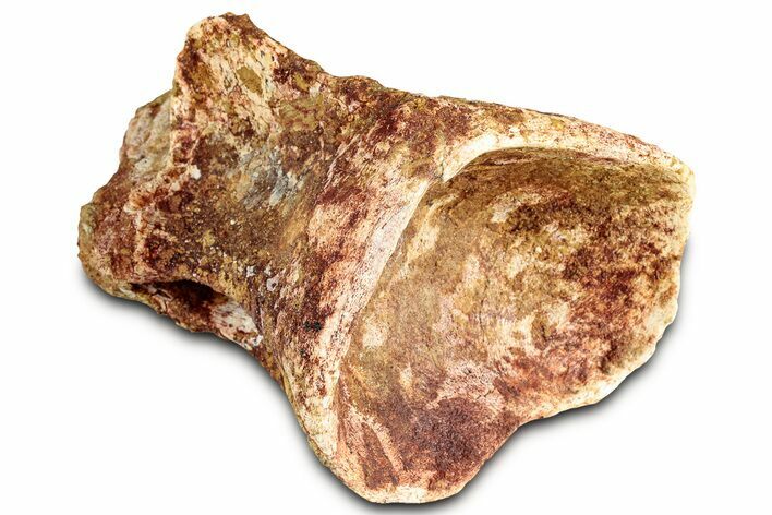 Fossil Spinosaurus Cervical Vertebra - Morocco #325117